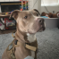 Image of lost pet: A530423, a fawn Pit Bull Dog