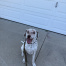 %name%, a %color% %breed% %type%