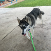 Dodger, a Grey, White Siberian Husky mix Dog