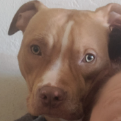 Image of lost pet: Tucker, a Red American Staffordshire Terrier Dog