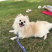 Boo, a Cream, White Pomeranian Dog