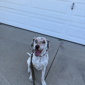 %name%, a %color% %breed% %type%