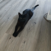 Ollie, a Black Short hair Cat