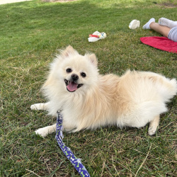 {petName}, a Cream, White Pomeranian Dog