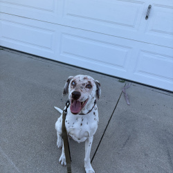 %name%, a %color% %breed% %type%