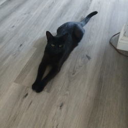 {petName}, a Black Short hair Cat