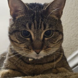 %name%, a %color% %breed% %type%