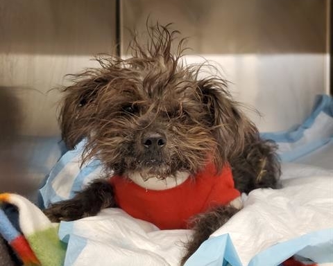 Kris the dog arriving at Rancho Cucamonga Animal Center